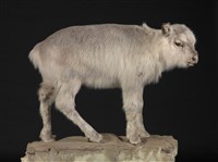 北歐馴鹿藏品圖，第1張