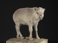 北歐馴鹿藏品圖，第2張