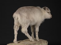 北歐馴鹿藏品圖，第3張