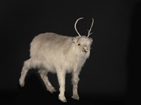 北歐馴鹿藏品圖，第2張