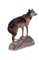 狼藏品圖，第2張