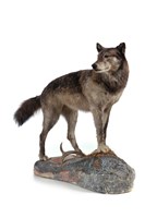 狼藏品圖，第3張