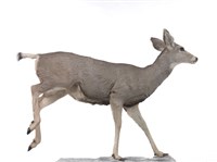 騾鹿藏品圖，第2張