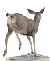 騾鹿藏品圖，第3張