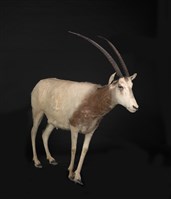 彎角劍羚藏品圖，第2張