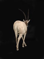 彎角劍羚藏品圖，第3張