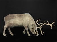 北歐馴鹿藏品圖，第1張