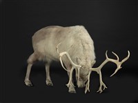 北歐馴鹿藏品圖，第2張