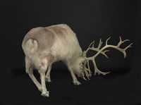北歐馴鹿藏品圖，第3張