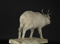 北歐馴鹿藏品圖，第3張