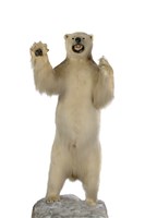 北極熊藏品圖，第1張