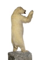 北極熊藏品圖，第3張