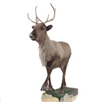 北歐馴鹿藏品圖，第2張