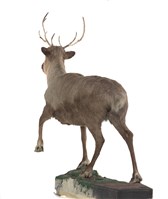 北歐馴鹿藏品圖，第3張