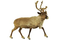 北歐馴鹿藏品圖，第2張