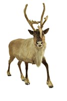 北歐馴鹿藏品圖，第1張