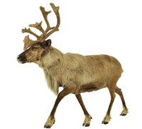 北歐馴鹿藏品圖，第3張