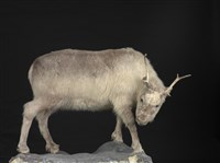 皮爾里馴鹿藏品圖，第1張