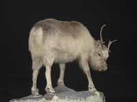 皮爾里馴鹿藏品圖，第3張