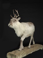 皮爾里馴鹿藏品圖，第2張