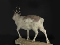 皮爾里馴鹿藏品圖，第3張