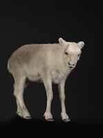 皮爾里馴鹿藏品圖，第2張