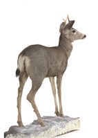 騾鹿藏品圖，第3張