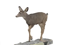 騾鹿藏品圖，第2張