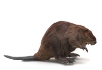 美洲河狸的圖片