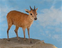 Red-flanked Duiker Collection Image, Figure 3, Total 4 Figures