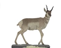 北美叉角羚藏品圖，第1張