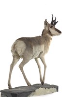 北美叉角羚藏品圖，第3張