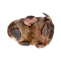 鴨嘴獸藏品圖，第2張