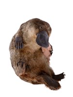 鴨嘴獸藏品圖，第3張