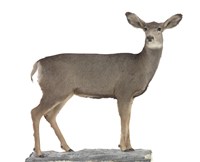 騾鹿藏品圖，第1張