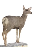 騾鹿藏品圖，第3張