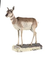 北美叉角羚藏品圖，第2張