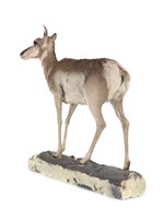 北美叉角羚藏品圖，第3張