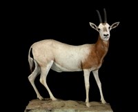 彎角劍羚藏品圖，第1張