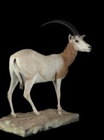 彎角劍羚藏品圖，第3張