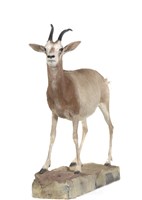 彎角劍羚藏品圖，第2張