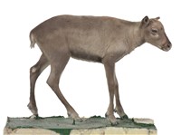 斯瓦爾巴馴鹿藏品圖，第1張