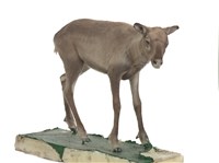 斯瓦爾巴馴鹿藏品圖，第2張