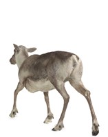 林地馴鹿藏品圖，第3張