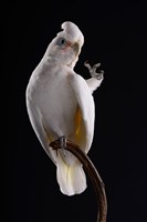 戈芬氏鳳頭鸚鵡的圖片