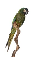 藍翅金剛鸚鵡的圖片