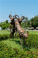 跳躍的飛羚藏品圖，第19張