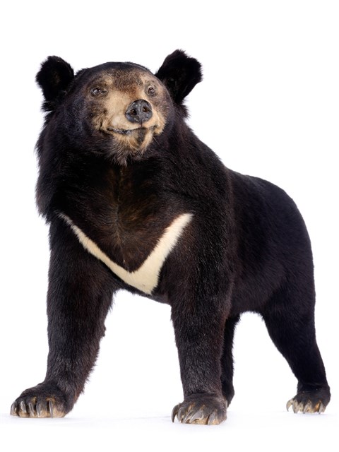 Formosan Black Bear