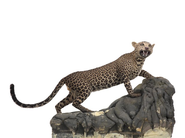 Leopard