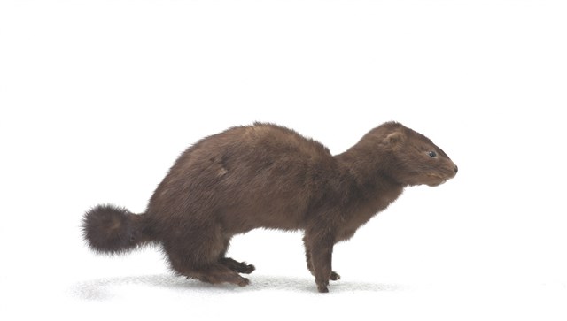 American Mink